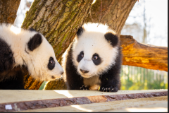 2025-04-15 Panda_Aussengelände 1 ZooBerlin.jpg