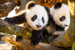 2025-04-15 PandaAussengelände 3 ZooBerlin.jpg