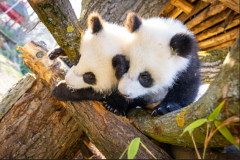 2025-04-15 Panda Aussengelände 4 ZooBerlin.jpg