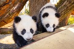 2025-04-15 Panda Aussengelände 5 ZooBerlin.jpg