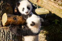 2025-04-15 Panda Aussengelände 7 ZooBerlin.jpg