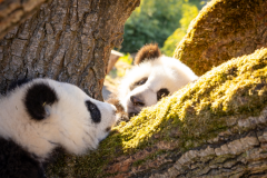 205-04-15 Panda Außengelände 2 ZooBerlin.jpg