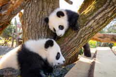 2025-04-15 Panda Aussengelände 6 ZooBerlin.jpg