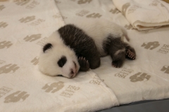 241015 Zoo Berlin Pandazwillinge