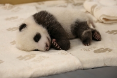241015 Zoo Berlin Pandazwillinge