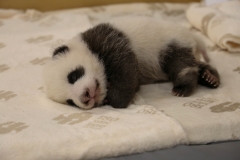 241015 Zoo Berlin Pandazwillinge