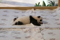 241015 Zoo Berlin Pandazwillinge