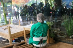 241015 Zoo Berlin Pandazwillinge