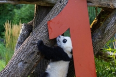 12 Panda_Geburtstag_ZooBerlin