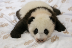 Grosser Panda Leni ©  Zoo Berlin