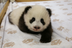 Grosser Panda Lotti ©  Zoo Berlin