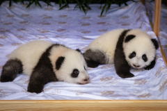 Grosser Panda Leni und Lotti  ©  Zoo Berlin