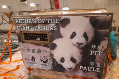 Pandas im Flugzeug  © 2023 Zoo Berlin