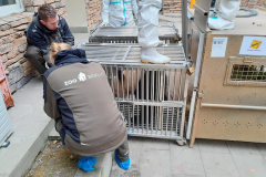 Ankunft der Pandas in Chengdu  © 2023 Zoo Berlin
