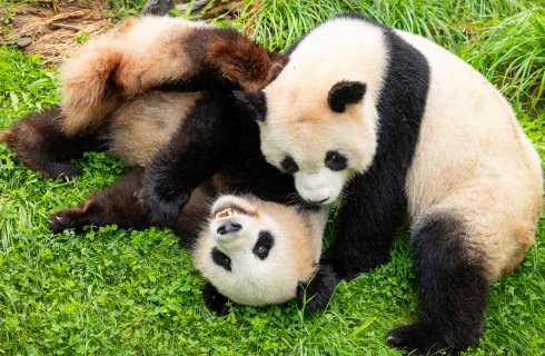 Foto © Zoo Berlin
