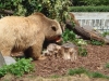 Tierpark Verein Bern 2008 © Berliner Bärenfreunde