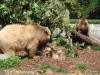 Tierpark Verein Bern 2008 © Berliner Bärenfreunde