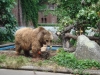 Tierpark Verein Bern 2008 © Berliner Bärenfreunde