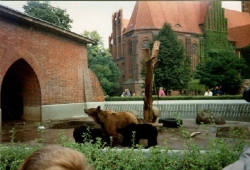 1994 Bärenkinder im Berliner Bärenzwinger
