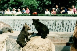 1994 Bärenkinder im Berliner Bärenzwinger