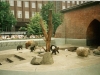 1994 Bärenkinder im Berliner Bärenzwinger