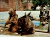 1999 - August Maxi und Schnute, Berliner Bärenzwinger