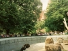 1994 Bärenkinder im Berliner Bärenzwinger