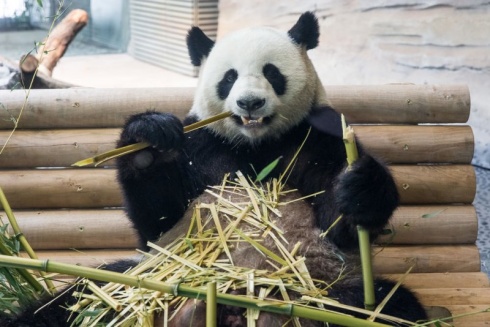 Jiao Qing Eröffnung Panda Garden © Zoo Berlin