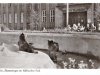 1955 Berliner Bärenzwinger © AK Sammlung privat Christa Junge