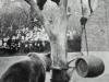 Nante und Jette bei der Futtersuche auf dem Baum Foto © Privat