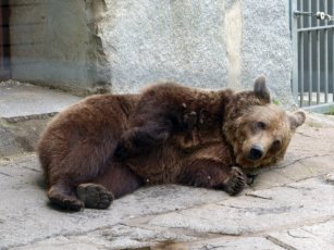 Die Ben - gro wie kleine - im Tierpark Bischofswerda sollen sich noch viele Jahre lang wohlflen