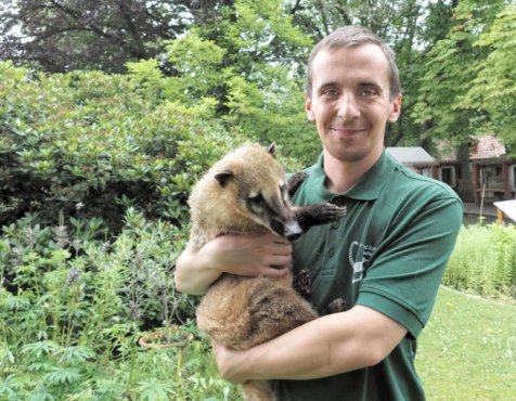 Tierpfleger Swen Schmidt ht hier das Wappentier des Tierparks - den Nasenb - fest in seinem Arm Foto  Regina Berger