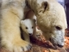 Eisbär Fritz und Tonja © Tierpark Berlin 2017