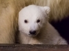 Eisbär Fritz © Tierpark Berlin 2017