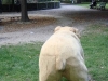 Foto © Berliner Bärenfreunde