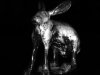 01 Hase  © Alexandra Leykauf