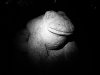03 Frosch © Alexandra Leykauf
