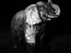 11 Elefant 1 © Alexandra Leykauf