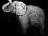 12 Elefant 2 © Alexandra Leykauf