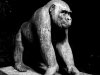 13 Gorilla © Alexandra Leykauf