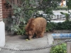 Schnute © Foto Berliner Bärenfreunde e.V.