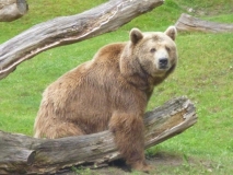 Siddy aus dem Berliner Zoo © Gisela Stenwald