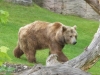 Siddy aus dem Berliner Zoo © Gisela Stenwald