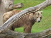 Siddy aus dem Berliner Zoo © Gisela Stenwald
