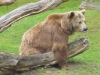 Siddy aus dem Berliner Zoo © Gisela Stenwald