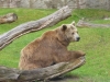 Siddy aus dem Berliner Zoo © Gisela Stenwald