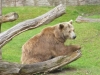 Siddy aus dem Berliner Zoo © Gisela Stenwald