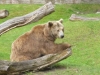 Siddy aus dem Berliner Zoo © Gisela Stenwald