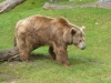 Siddy aus dem Berliner Zoo © Gisela Stenwald