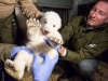 Erste Untersuchung Eisbärjungtier 2017 Foto © Pressestelle Berliner Tierpark